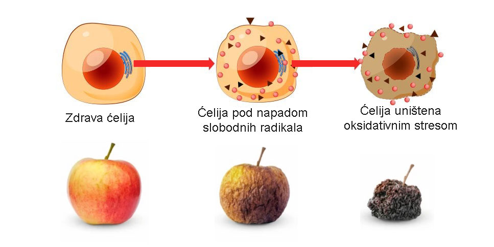 slobodni radikali i oksidativni stres