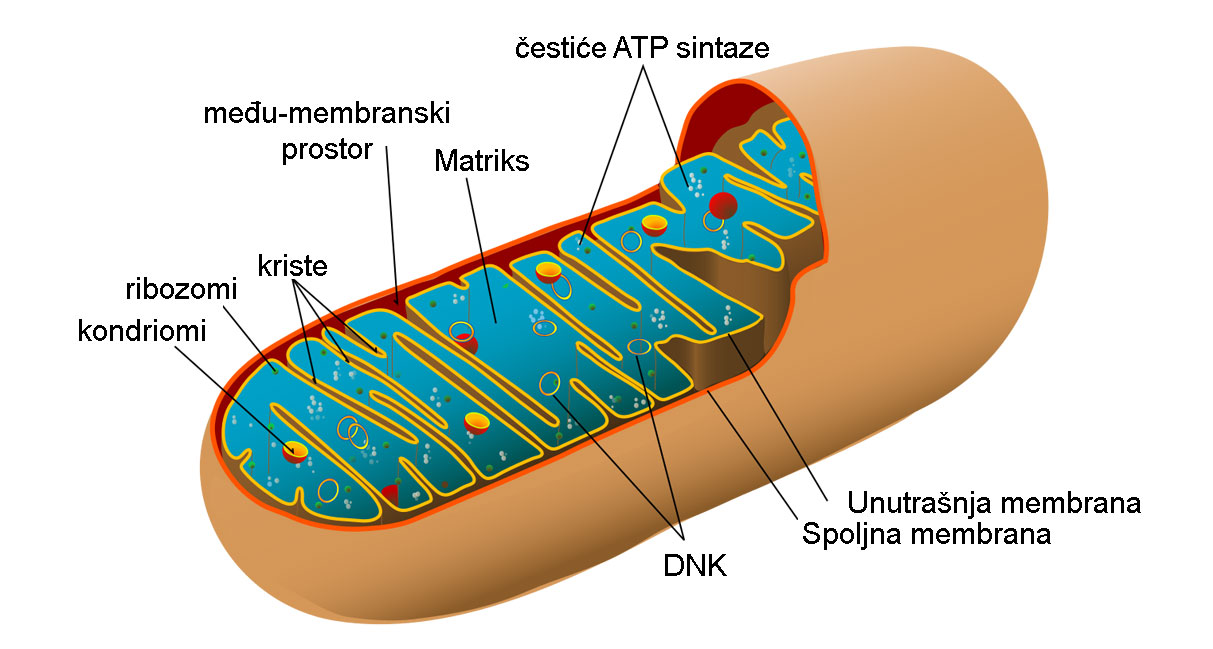 proizvodnja energije u mitohondrijama